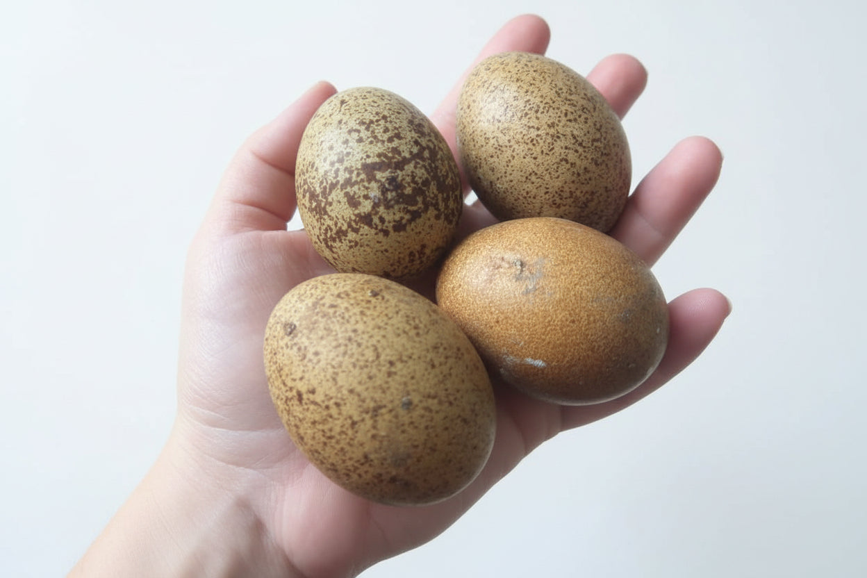 Forest Eggers