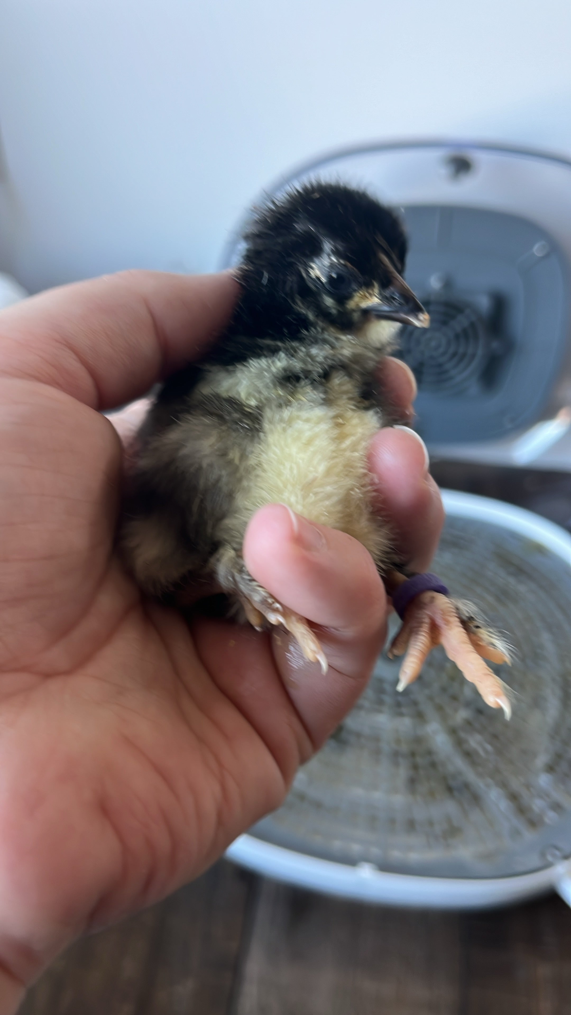 Chicks (Local Only)(Limited quantity)