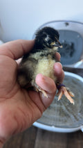 PRE - ORDERS FOR CHICKS (LOCAL ONLY) FOR FALL OF 2026