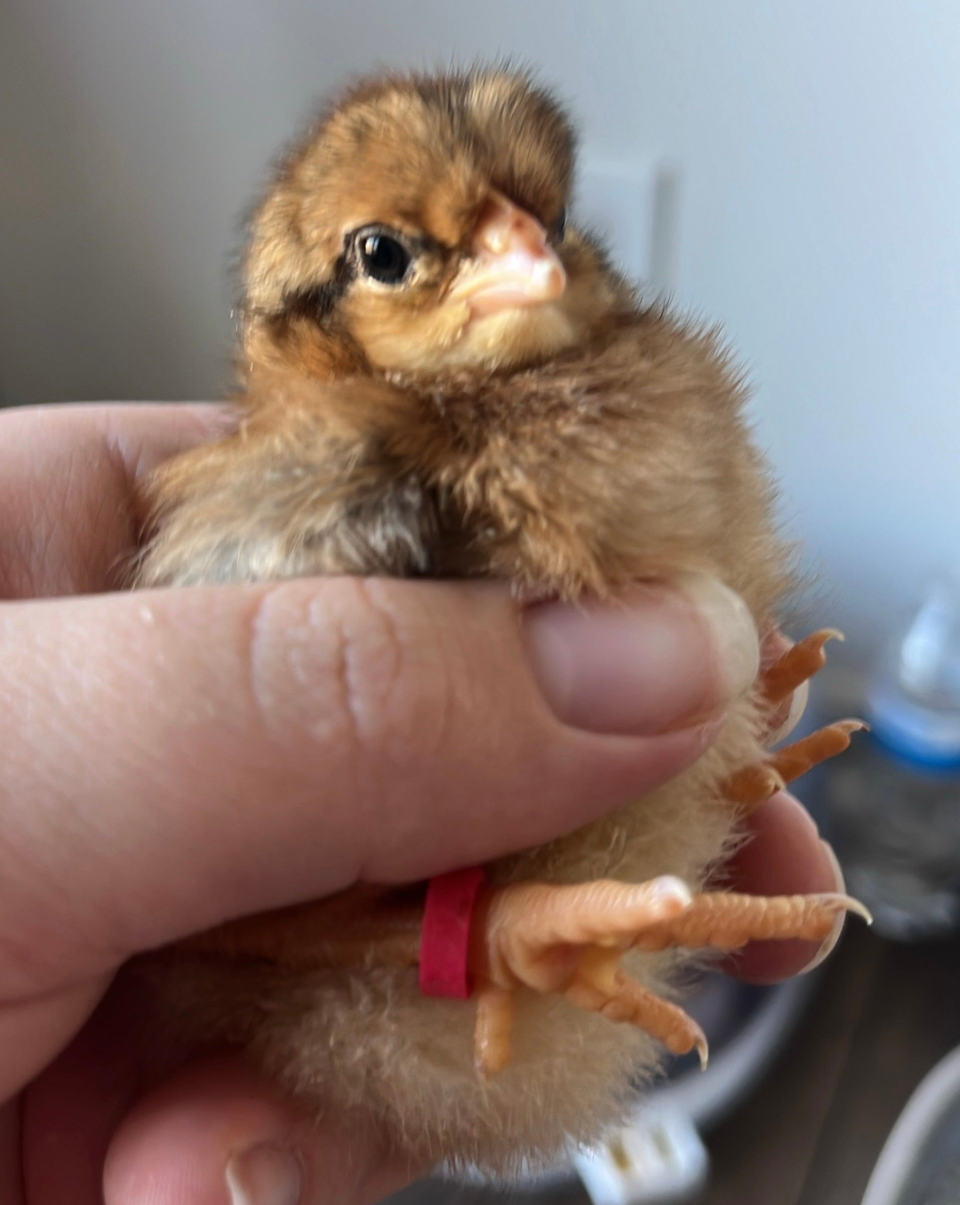 Chicks (Local Only)(Limited quantity)