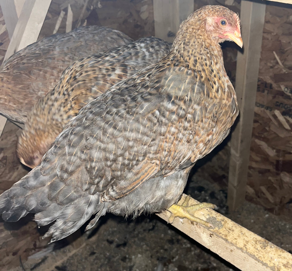 Adult Hens