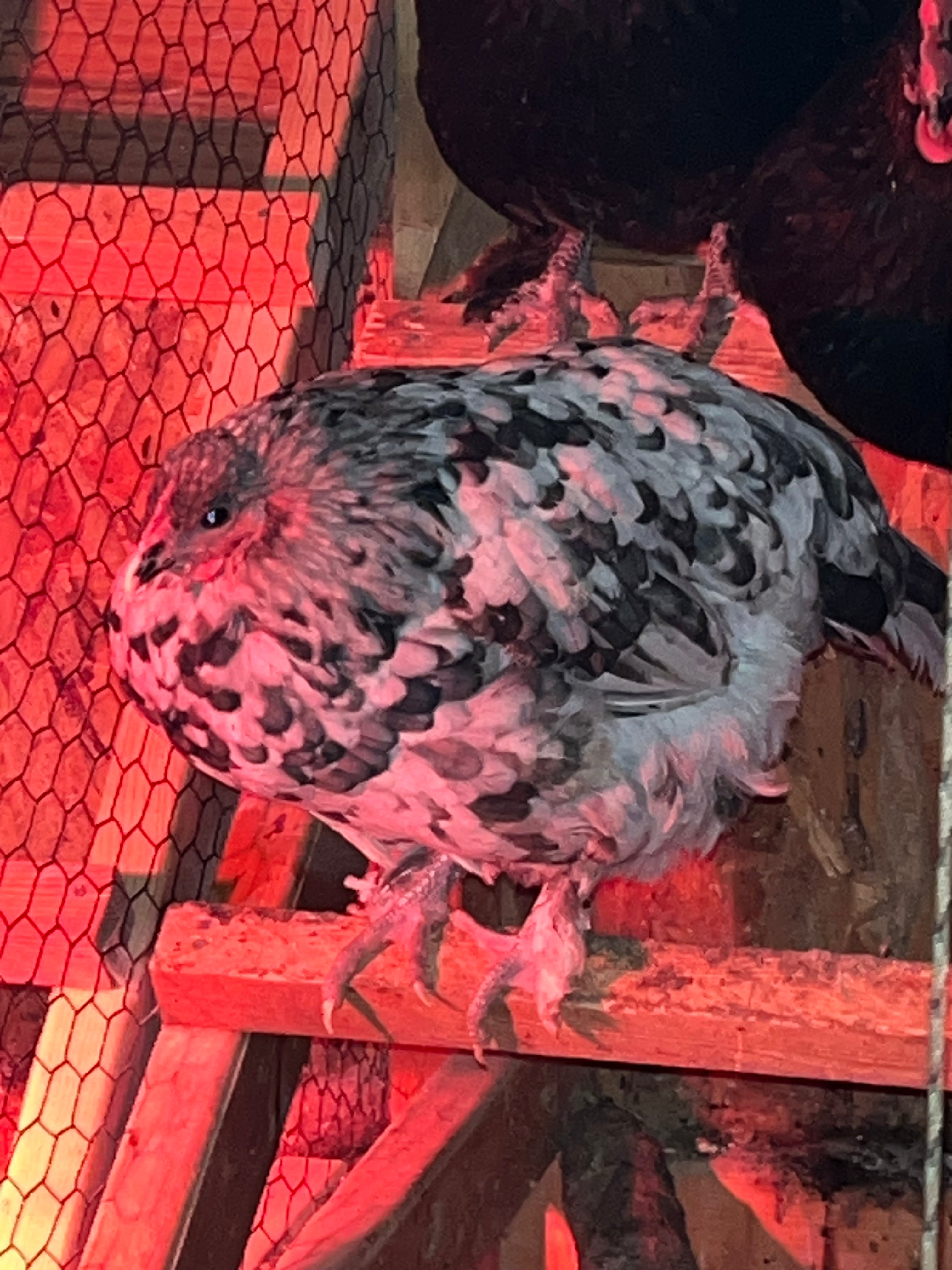 BB Marans
