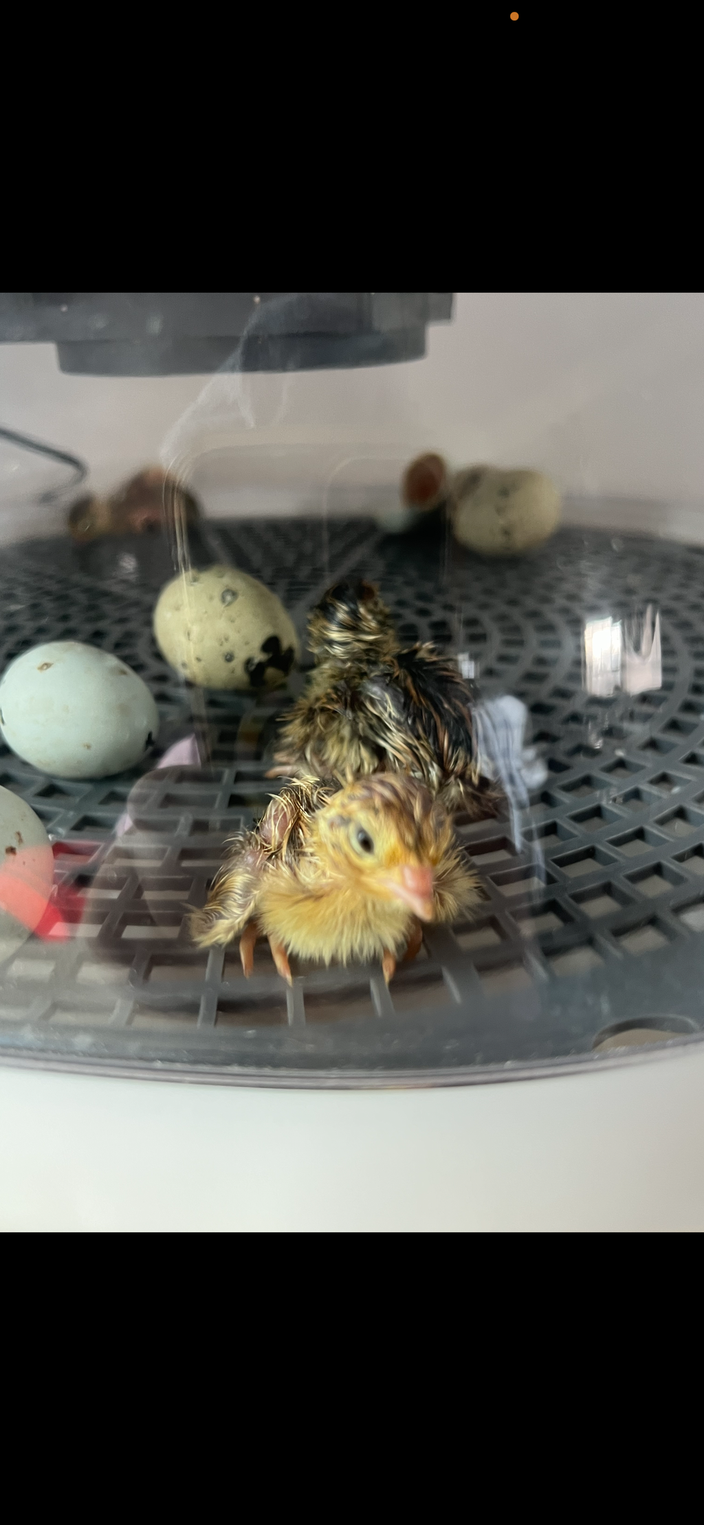 Chicks (Local Only)(Limited quantity)