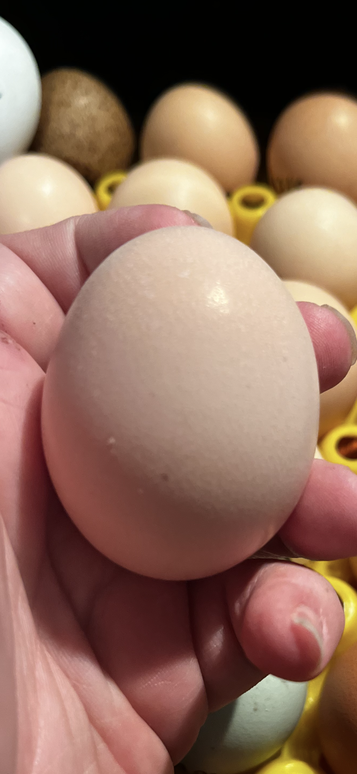 Adult Hens