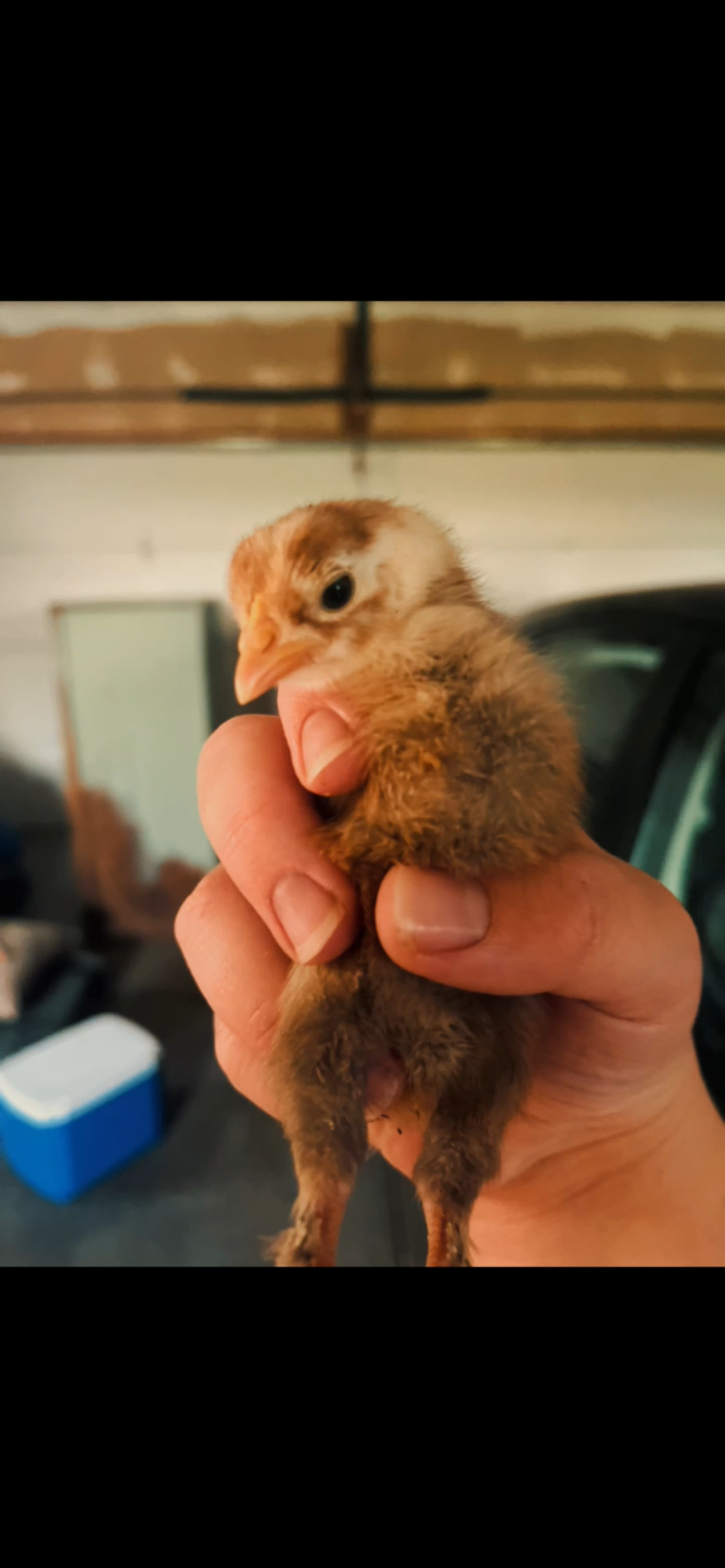 Chicks (Local Only)(Limited quantity)
