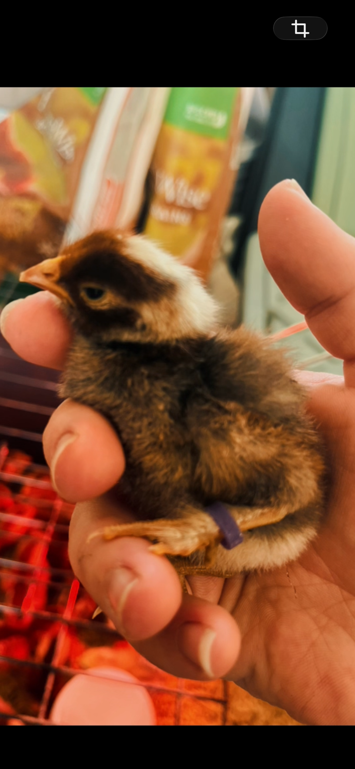 Chicks (Local Only)(Limited quantity)