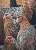 German Bielefelders ( UNAVALIABLE PERMANENTLY)