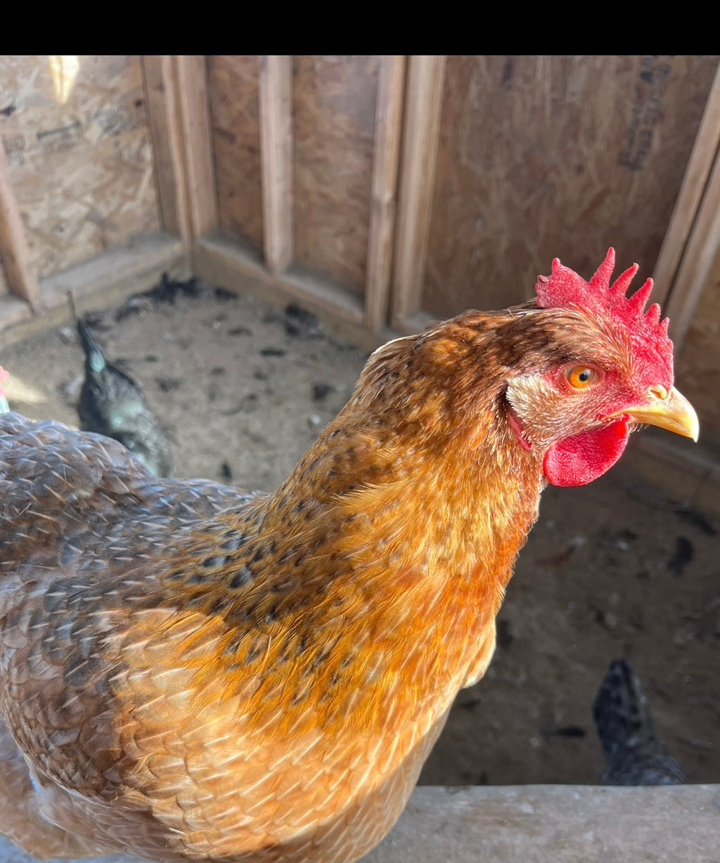 Adult Hens