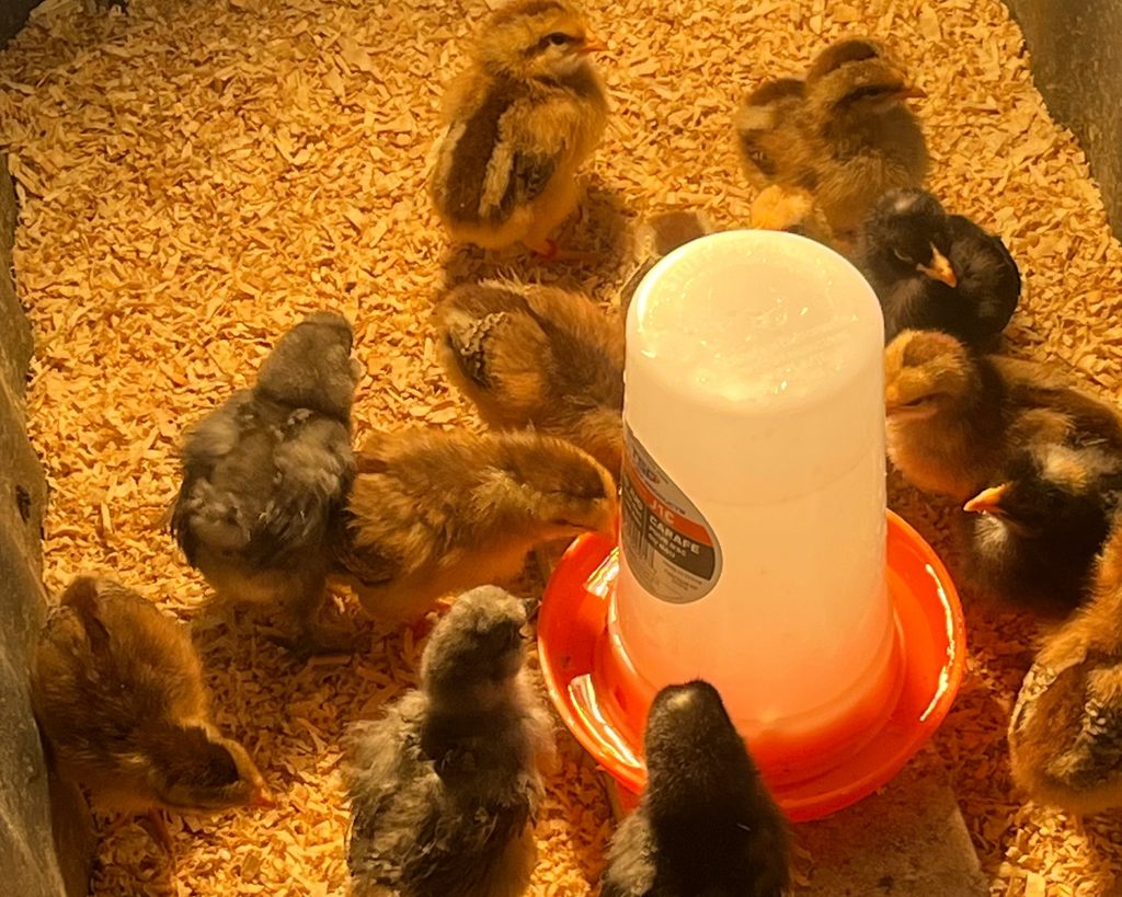 PRE - ORDERS FOR CHICKS (LOCAL ONLY) FOR FALL OF 2026