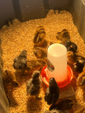 Chicks (Local Only)(Limited quantity)