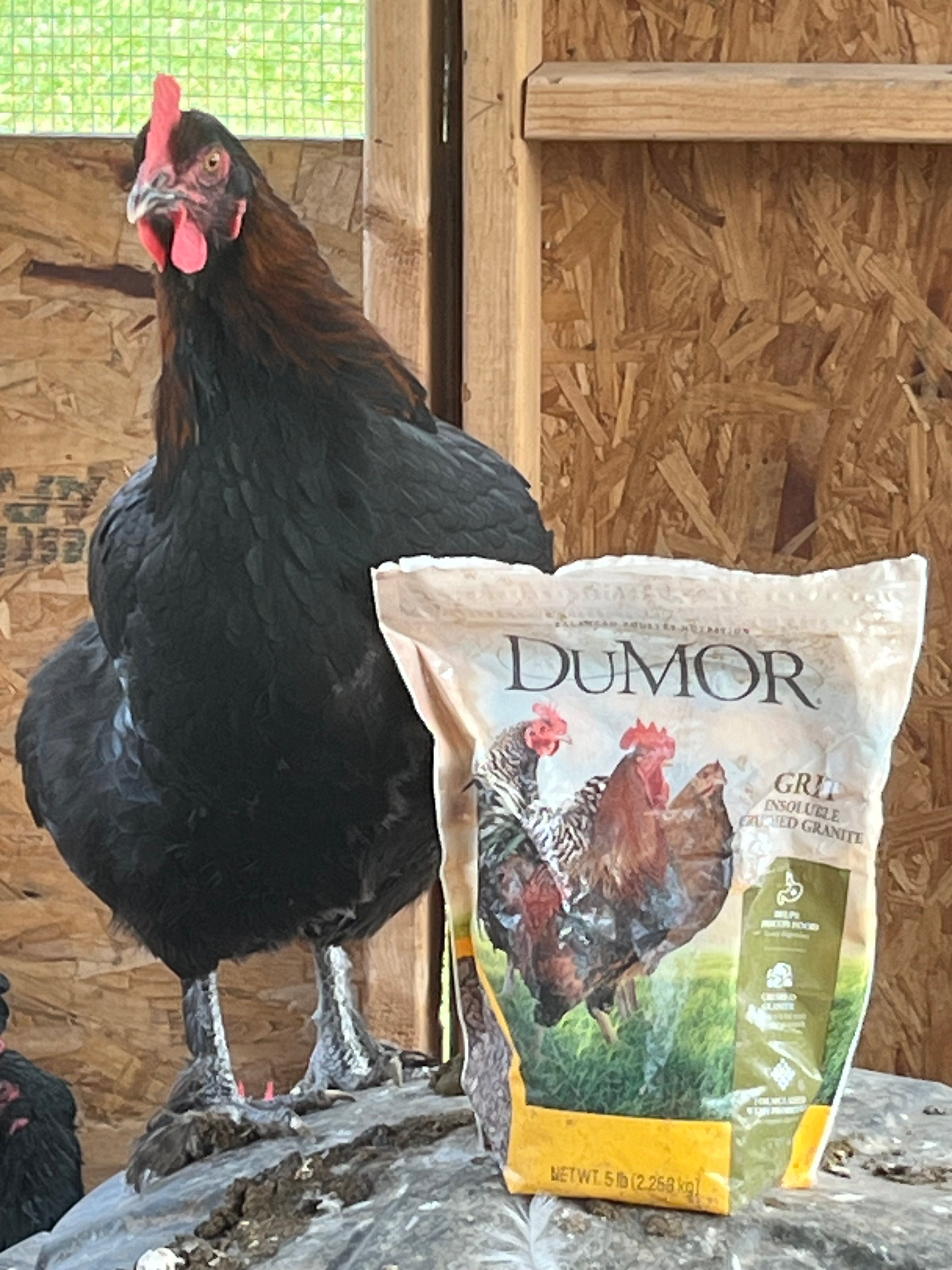 BB Marans
