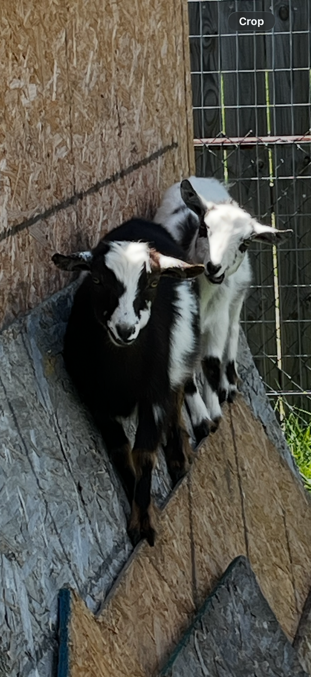 Nigerian Dwarf Goat Kids – Spring 2027 Reservation Deposit (Local Pickup Only)