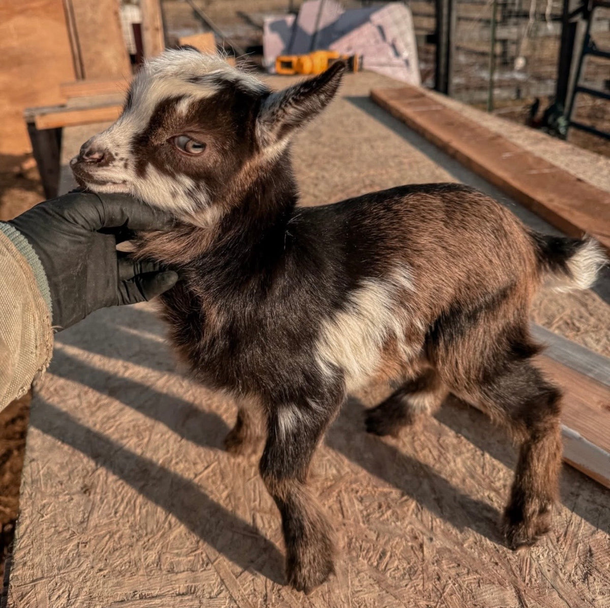 Nigerian Dwarf Goat Kids – Spring 2027 Reservation Deposit (Local Pickup Only)