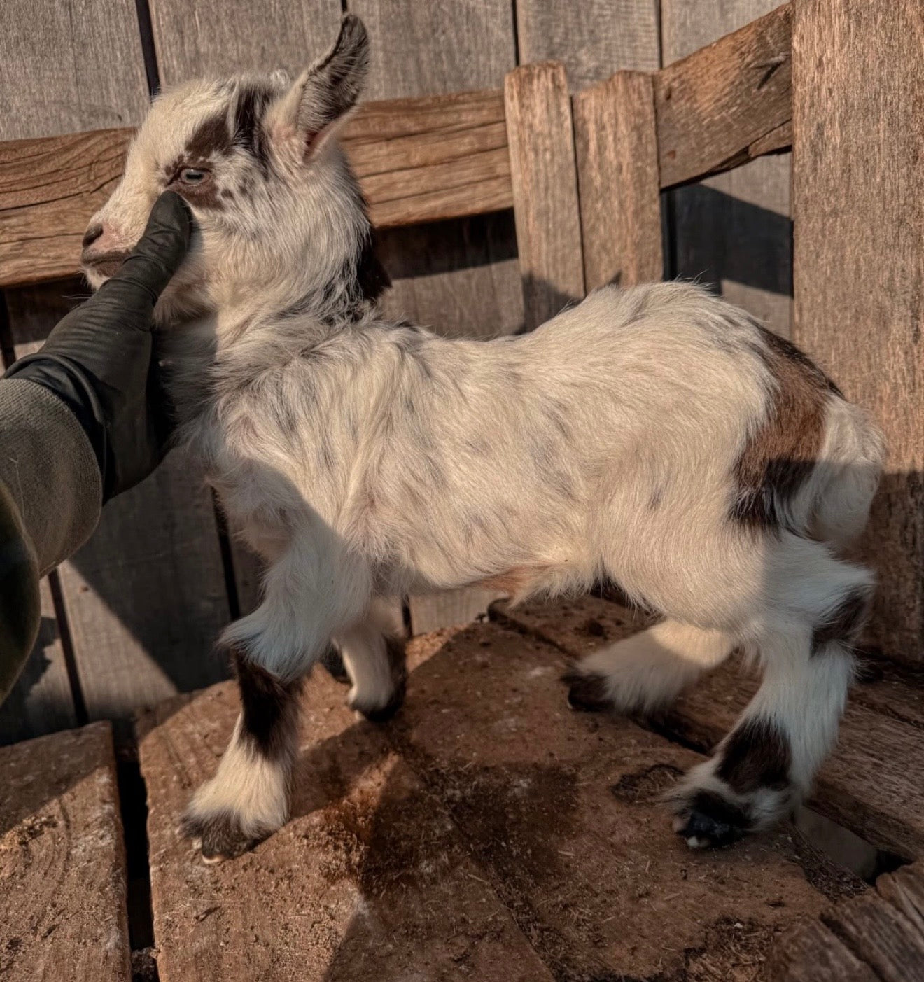 Nigerian Dwarf Goat Kids – Spring 2027 Reservation Deposit (Local Pickup Only)