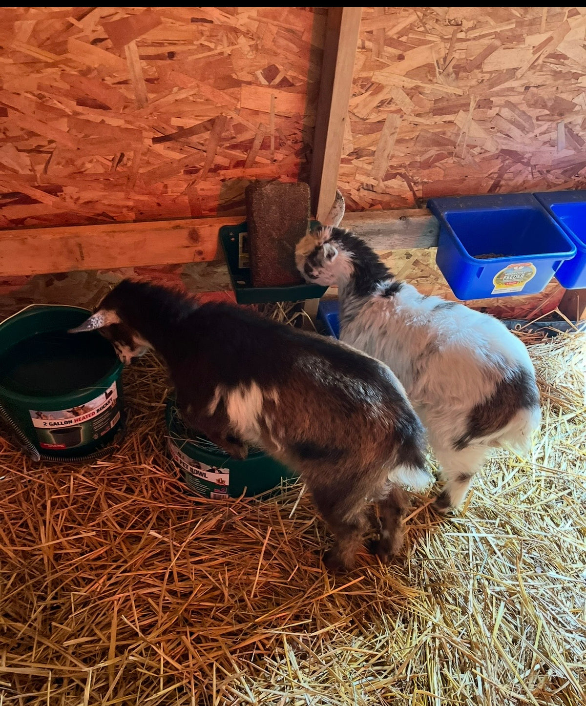 Nigerian Dwarf Goat Kids – Spring 2027 Reservation Deposit (Local Pickup Only)