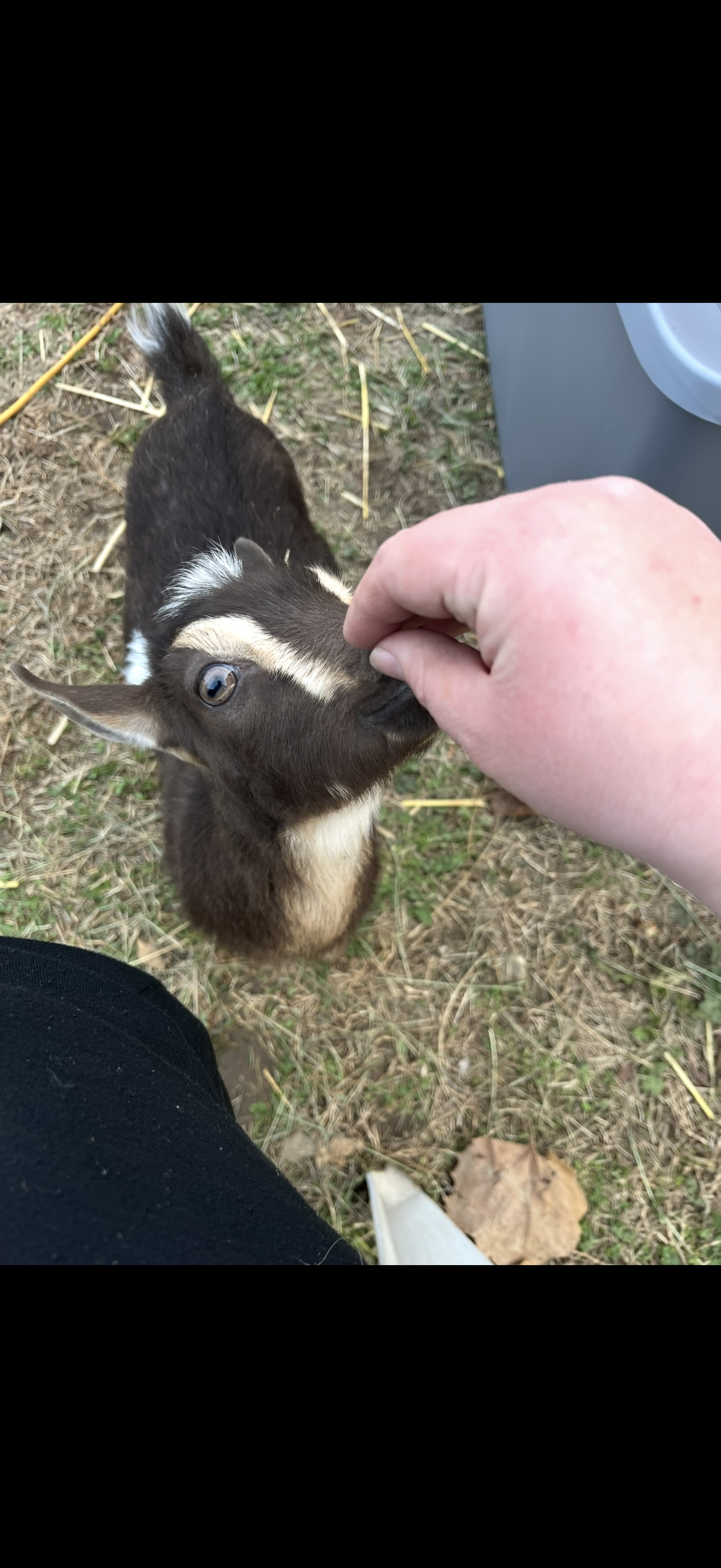 Nigerian Dwarf Goat Kids – Spring 2027 Reservation Deposit (Local Pickup Only)