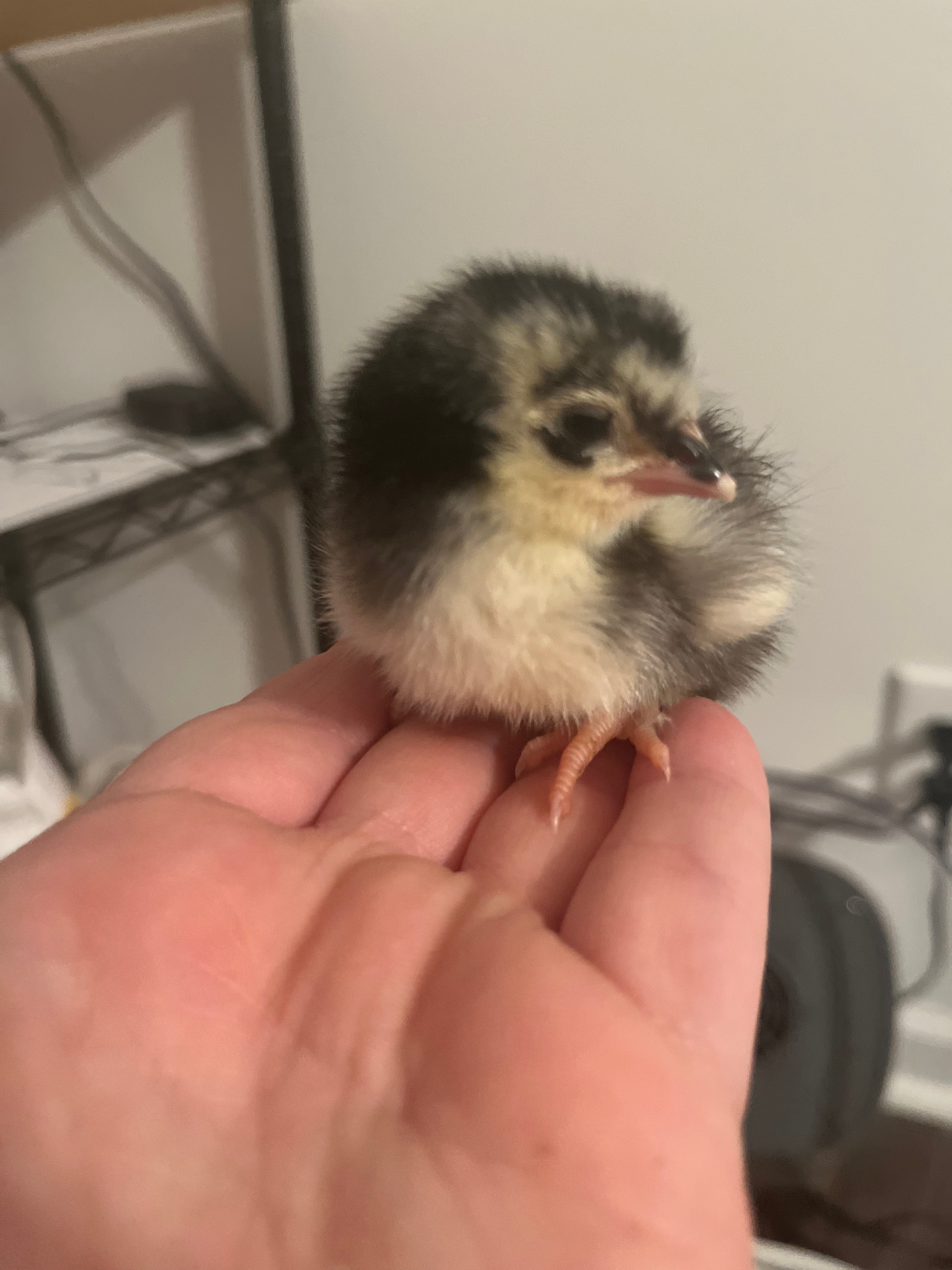 Chicks (Local Only)(Limited quantity)