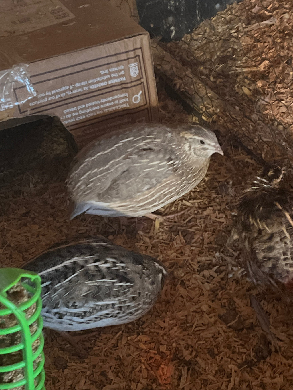 Jumbo Cortunix Quail