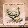 Self Sexing F1 Olive Eggers Golden Cuckoo x Cream Crested Legbar