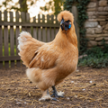 COMING SOON 2027 (Silkies)
